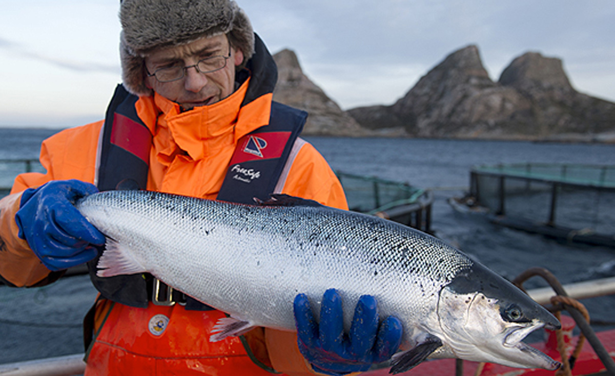 Рыбы норвежского моря